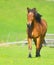 Beautiful free chestnut horse trotting at the field