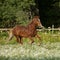 Beautiful free chestnut horse trotting at the field with flowers