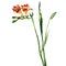 Beautiful freesia flower isolated, watercolor