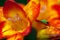 Beautiful freesia flowers with water drops and green insect on it close up