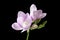 Beautiful freesia with fragrant flowers on black