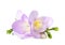 Beautiful freesia with fragrant flowers on white