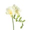 Beautiful freesia with fragrant flowers on white