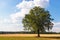 Beautiful freestanding tree, typical landscape in Lower Saxony, LÃ¼neburg Heath. Germany