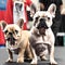 Beautiful french bulldog - ai generated image