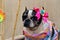 Beautiful french bulldog with bow on head and colorful redneck dress at the canine party junina