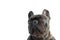 Beautiful French Bulldog. Close-up of the French bulldog`s muzzle isolate. muzzle isolated on white background. the