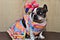 Beautiful French Bulldog in colorful dress and bow sitting