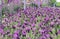 Beautiful french lavender or lavandula pedunculata or Butterfly lavender flowers seedlings in pots in garden shop.