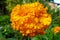 Beautiful French Marigold flower.