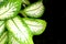 Beautiful fresh Arrowhead Plant or Diffenbachia maculata 2