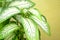 Beautiful fresh Arrowhead Plant or Diffenbachia maculata