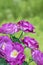 Beautiful fresh blossoming magenta rose flowers. Delightful fragranced purple floribunda climbing rose Blue for you in the garden.
