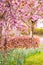 Beautiful, fresh, blurry spring backgrund with light pink cherry blossom tree branches