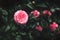 Beautiful fresh camellia bush. Trendy floral background