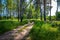 A beautiful fresh country summer landscape consisting of a dirt road or path through a grove of birch and pine trees. There is a