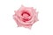 beautiful fresh cutout pink rose close up isolated on a white background
