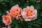 Beautiful fresh decorative rose close-up. a bouquet of roses and several flowers from roses.