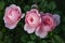 Beautiful fresh decorative rose close-up. a bouquet of roses and several flowers from roses.