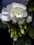 Beautiful fresh delicate blooming white geranium, macro