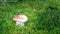 Beautiful fresh Edible Mushroom, porcini mushrooms in the woods with green grass