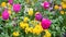 Beautiful fresh flowers in full bloom on spring flower beds in a European city. Crimson tulips, yellow, purple