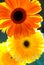 Beautiful fresh flowers, gerbera closeup