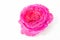 Beautiful fresh flowers. Tenderness and pleasant smell. Garden roses