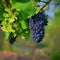 Beautiful fresh fruit - grapes growing in a vineyard. Harvest time - autumn fruit collection. South Moravian wine region - Palava