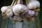 Beautiful fresh garlic hanging close up, harvesting season