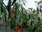 Beautiful and fresh green chilli plant, which is best dishes for bhutanese people