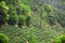Beautiful fresh green chinese Longjing tea plantation. Hangzhou Xi Hu west lake