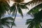 beautiful fresh green coconut palm leaves tree curve shape on blue sky background and ocean. sharp leaves plant tropical fruit