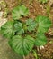 Beautiful and fresh green leaves of Clerodendrum paniculatum plants