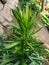 Beautiful and fresh green leaves of dracaena plants