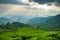 Beautiful fresh green tea plantation in Munnar