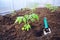 Beautiful fresh green young seedling of plants tomatoes.