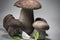 Beautiful fresh healthy mushrooms cep porcini boletus edulis with basil herb and garlic