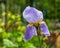 Beautiful fresh iris flowers in the garden nature background