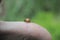 Beautiful and Fresh Ladybird on Thumb with Green background