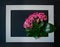 Beautiful fresh lush blooming pink buds of potted decorative succulent Kalanchoe blossfeldianain a frame on black background