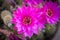 Beautiful fresh magenta cactus blooming flower