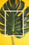 A beautiful fresh, natural and authentic split philodendron leaf on a yellow background with a white photo frame and copy space. F