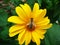 Beautiful fresh natural fragrant yellow daisy flower with a bee in the garden summer