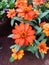 Beautiful fresh orange bunch of flowers with green leaves in nursery garden