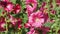 Beautiful and fresh pink Hollyhock flower in field.