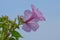 Beautiful fresh pink morning glory ipomoea carnea plant with flower blossoms and buds in blue sky background , medicinal plant