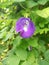 beautiful and fresh purple telang flower with green leaves in front of the house