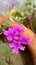 Beautiful fresh purple verbena flower plant