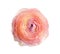 Beautiful fresh ranunculus flower on white background